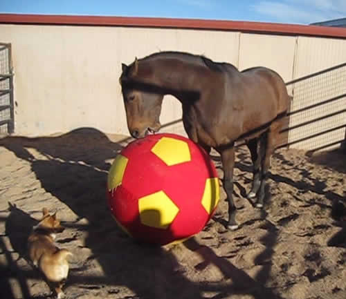 Equispirit Horse Balls And Dog Balls Are Jolly-fun Play Balls!