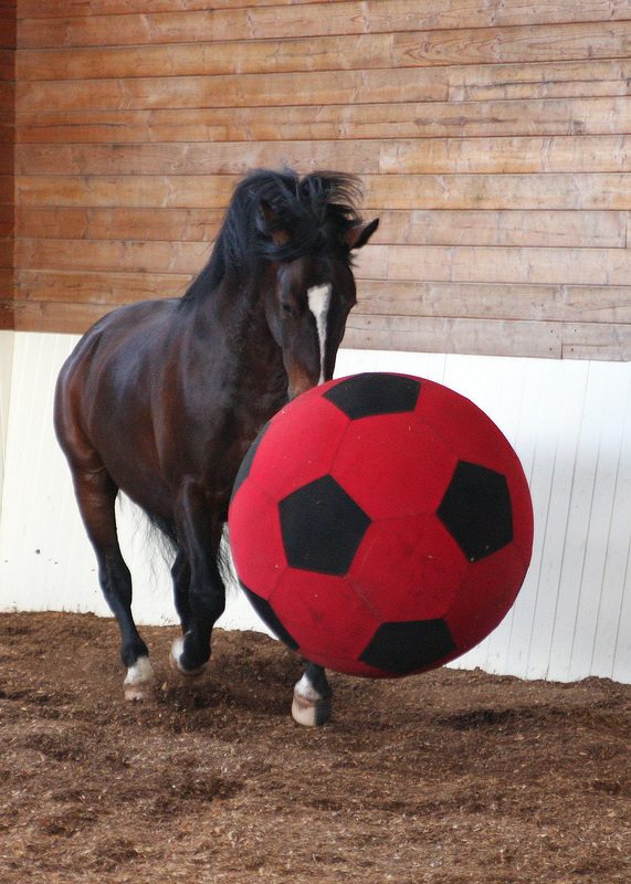 EquiSpirit | Tough Toys for Tough Play – Superior Play Balls for Horses ...